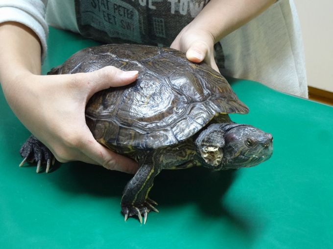 タムラ中央動物病院の診療動物たち